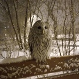 Сова неясыть - 4.jpg